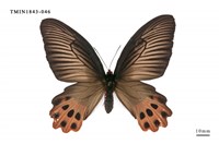 藏品(曙鳳蝶)的圖片